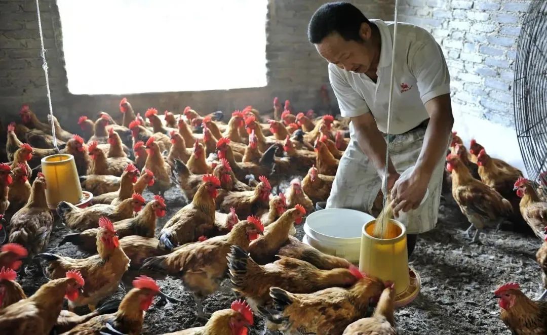 金寨散养土鸡