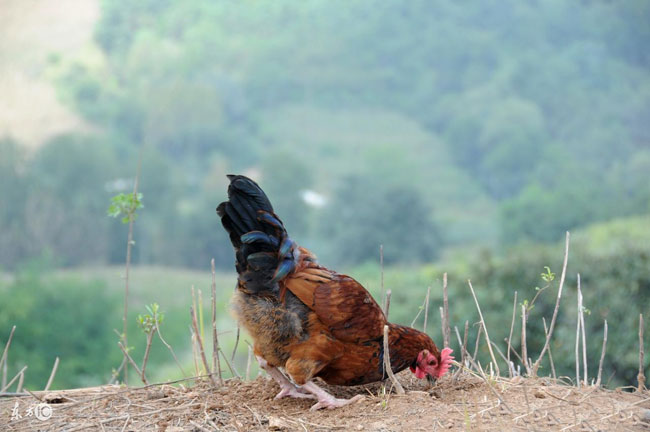安徽跑山鸡