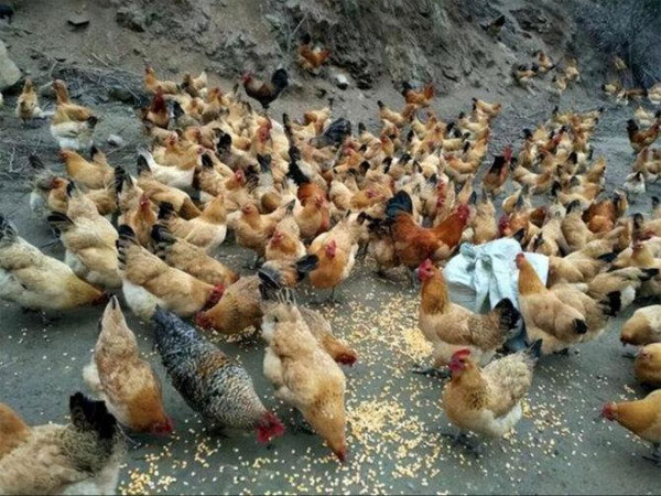 安徽散养土鸡批发